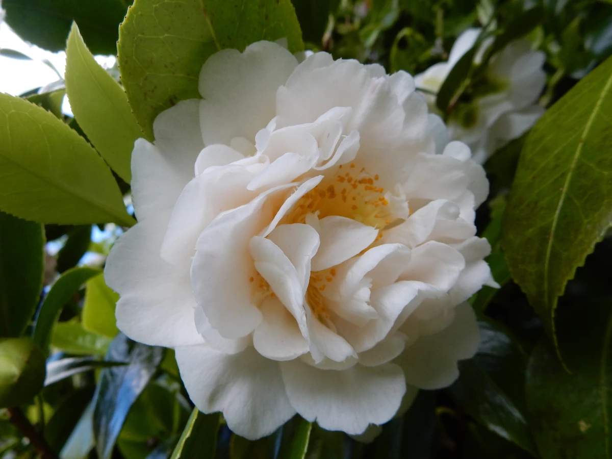 Scented Sun